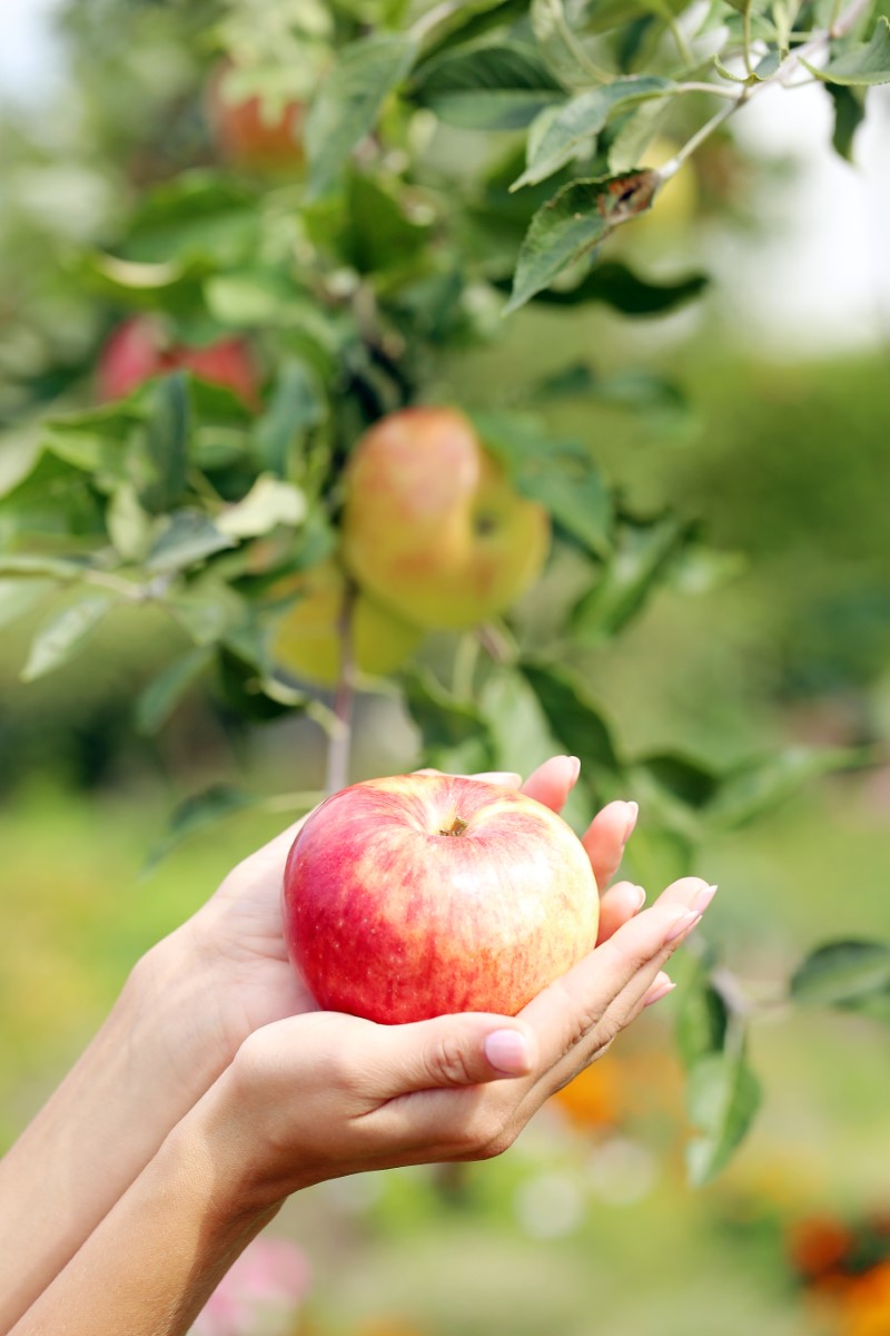 hand-apple